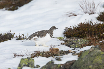 Rock ptarmigan walking and looking for food on cold autumn day with fresh snow in the mountains of Urho Kekkonen National Park, Northern Finland	