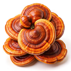 mushroom, ling zhi, dried, isolated, white, background