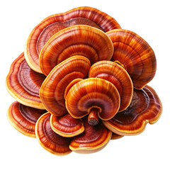 mushroom, ling zhi, dried, isolated, white, background
