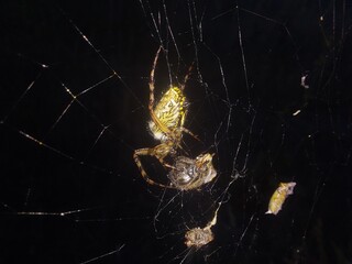 spider on cobweb with prey © Sylwia