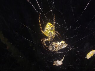 spider on cobweb with prey