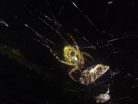 spider on cobweb with prey