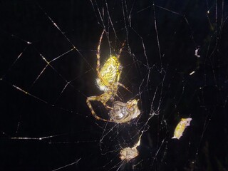 spider on cobweb with prey © Sylwia