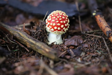 Fliegenpilz-2