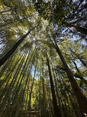 Fototapeta premium bamboo forest in Japan