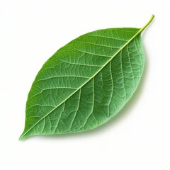 Obraz premium Isolated Green Leaf on a White Background