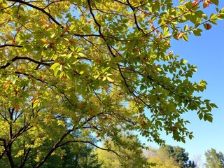 A vibrant panoramic shot of trees bending in the wind, their leaves rustling and swaying, beauty, wind