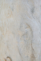 Fototapeta premium Eucalyptus tree bark texture, Bark of eucalyptus tree, seamless texture, a eucalyptus tree bark texture background image