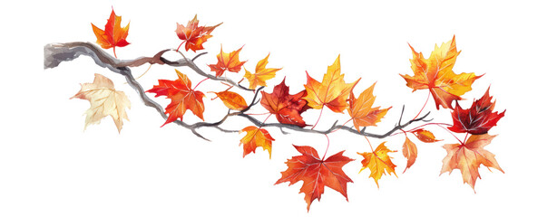 watercolor illustration Colorful autumn maple leaves on a tree branch isolated cut our transparent background stem