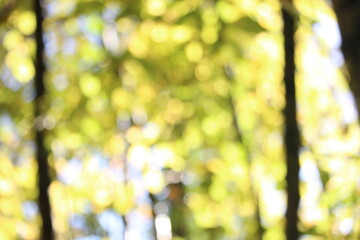 A photograph of out of focus greenery woodland background. Natural bokeh effect forest.
