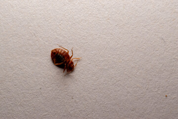 bedbug