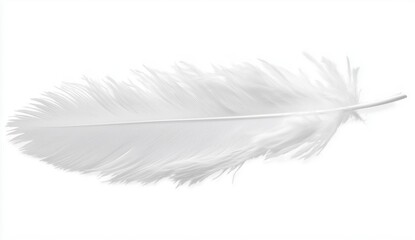feather on white background