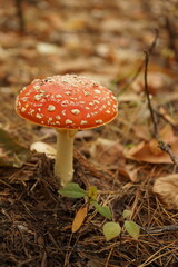 red fly agaric mushroom
