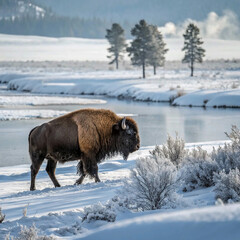 Naklejka premium bison in snow Amidst a gentle snowfall, a lone bison contemplates the icy waters before it, exuding an air of solitude and endurance.