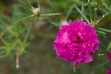 Portulaca grandiflora or moss rose purslane flower closeup, Closeup red moss rose purslane (portulaca grandiflora) flowers in garden tropical, delicate dreamy of beauty of nature with green leaves