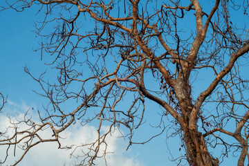 tree branches against blue sky