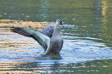 水浴びするカモ