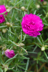 Portulaca grandiflora or moss rose purslane flower closeup, Closeup red moss rose purslane (portulaca grandiflora) flowers in garden tropical, delicate dreamy of beauty of nature with green leaves
