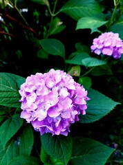 Closeup of purple flower © Sylwia