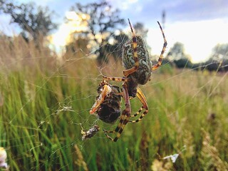 spider on cobweb with prey © Sylwia