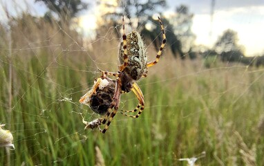 spider on cobweb with prey