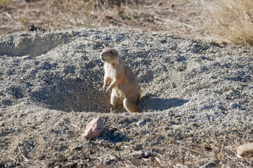 Standing prairie dog, Boulder, Colorado
