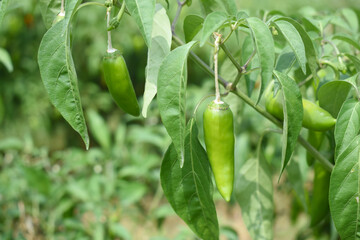 fresh green chili on plant closeup, chili plants in organic farming, Chilies closeup in field, Green chili plant in a farmer's field, Ripe green chili on a plant in Chakwal, Punjab, Pakistan