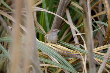 Sulphur-bearded Reedhaunter (Limnoctites sulphuriferus) hidden among the reeds.