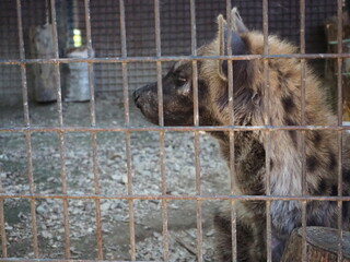 檻の向こうのブチハイエナ