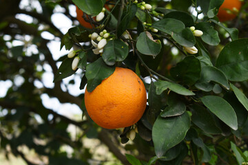 ripe oranges on tree, close-up of a beautiful orange tree with orange, fruit hanging on a tree, Close-up of ripe oranges hanging on a tree in an orange plantation garden, Chakwal, Punjab, Pakistan