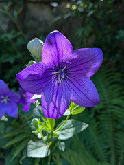 Ballonblume, Blüten, blau, Blumen