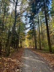 Obraz premium Nature