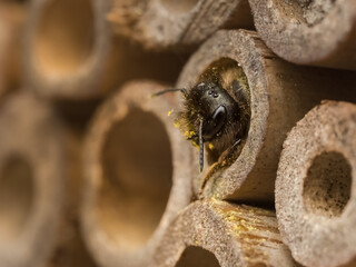 Mason bee building a nest