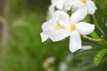 Nerium oleander in bloom, White siplicity bunch of flowers and green leaves on branches, Nerium Oleander shrub white flowers, ornamental shrub branches in daylight, bunch of flowers closeup