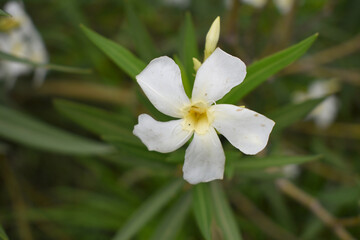 Obraz premium Nerium oleander in bloom, White siplicity bunch of flowers and green leaves on branches, Nerium Oleander shrub white flowers, ornamental shrub branches in daylight, bunch of flowers closeup