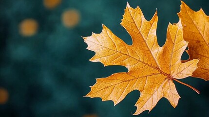 Fototapeta premium Autumn Leaf on Dark Background