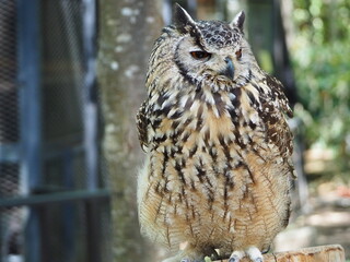 美しい羽毛のワシミミズク