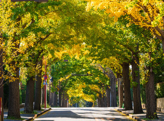 Naklejka premium 東京 田園調布のイチョウ並木
