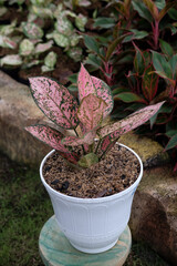 Fototapeta premium Beautiful aglaonema ornamental Dark pink and green leaves.