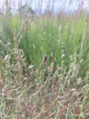 spider on a cobweb , closeup
