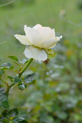 Obraz premium Beautiful White rose flower closeup in garden, A very beautiful rose flower bloomed on the rose tree, Rose flower, bloom flowers, Natural spring flower, Nature