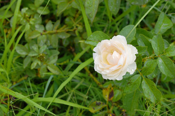 Beautiful White rose flower closeup in garden, A very beautiful rose flower bloomed on the rose tree, Rose flower, bloom flowers, Natural spring flower,  Nature