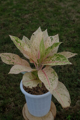 Beautiful aglaonema ornamental Dark pink and green leaves.