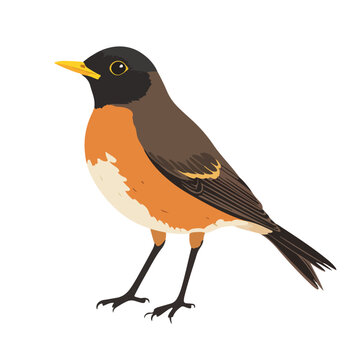 american robin bird vector illustration