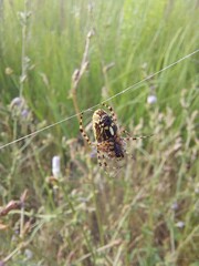 spider on a cobweb , closeup
