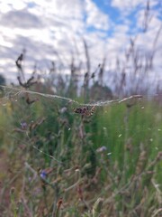 spider on a cobweb , closeup
