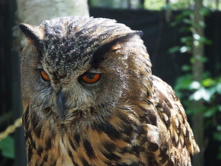 美しい羽毛のワシミミズク