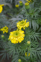 Yellow marigold flower blossom in garden, Yellow Mari Gold flowers for decorate garden, Close up of beautiful Yellow marigold flower. Nature, Marigold flowers bloom in the morning, Marigold