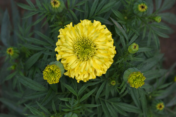 Yellow marigold flower blossom in garden, Yellow Mari Gold flowers for decorate garden, Close up of beautiful Yellow marigold flower. Nature, Marigold flowers bloom in the morning, Marigold
