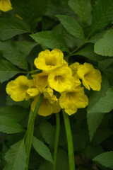 Yellow trumpetbush (Tecoma stans) Called Yellow bell or Yellow Elder Flower, trumpet flower, Beautiful bunch of yellow flowers closeup with green leaves Background, tecoma stans